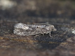 Ospekveldvikler (Epinotia maculana)