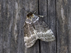 Bjørkehalvspinner (Tetheella fluctuosa)