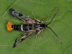 Bjørkeglassvinge (Synanthedon scoliaeformis)