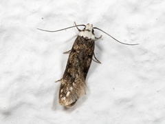 Klistermøll (Endrosis sarcitrella)