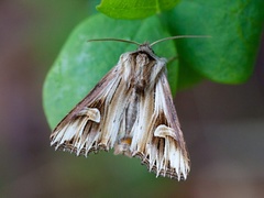 Tannet perikumfly (Actinotia polyodon)