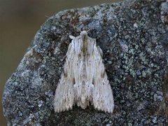 Hvitt strandengfly (Apamea lithoxylaea)