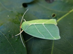 Eikebåtfly (Bena bicolorana)