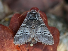 Lys eiketannspinner (Drymonia ruficornis)