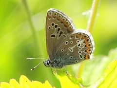 Brun blåvinge (Aricia eumedon)