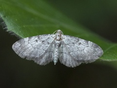 Blåbærblomstmåler (Pasiphila debiliata)