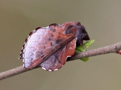 Rødbrun bladspinner (Phyllodesma ilicifolia)