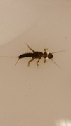 Vårfluer (Trichoptera)