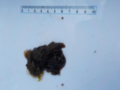 Tarmgrønske (Ulva intestinalis)