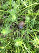 Vinbergsnegl (Helix pomatia)