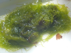 Tarmgrønske (Ulva intestinalis)