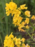 Vinterkarse (Barbarea vulgaris)