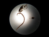 Leddormer (Annelida)