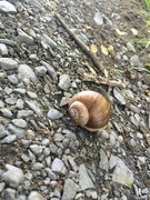 Vinbergsnegl (Helix pomatia)