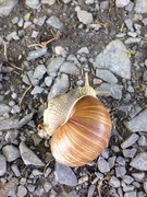 Vinbergsnegl (Helix pomatia)