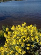 Vinterkarse (Barbarea vulgaris)