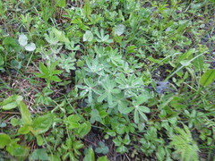 Sandlupin (Lupinus nootkatensis)