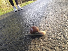 Vinbergsnegl (Helix pomatia)