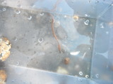 Fjæremark (Arenicola marina)