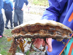 Kamskjell (Pecten maximus)