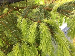 Sitkagran (Picea sitchensis)