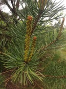 Sitkagran (Picea sitchensis)