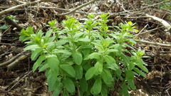 Fagerfredløs (Lysimachia punctata)