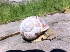 Vinbergsnegl (Helix pomatia)