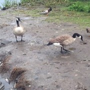 Kanadagås (Branta canadensis)