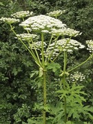 Tromsøpalme (Heracleum persicum)