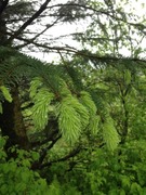 Sitkagran (Picea sitchensis)