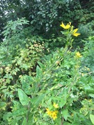 Fagerfredløs (Lysimachia punctata)