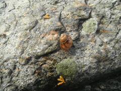 Storstrandsnegl (Littorina littorea)