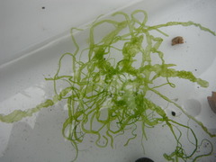 Tarmgrønske (Ulva intestinalis)