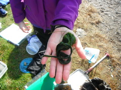 Vanlig grønndusk (Cladophora rupestris)