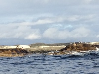 Tjeld (Haematopus ostralegus)