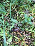 Vinbergsnegl (Helix pomatia)