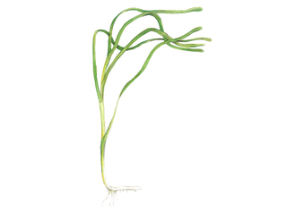 Ålegras (Zostera marina) Ålegras (Zostera marina)