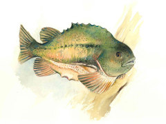 Rognkjeks (Cyclopterus lumpus)