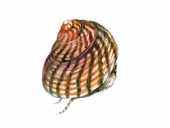 Kjeglesnegl (Trochidae)