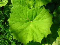 Legepestrot (Petasites hybridus)