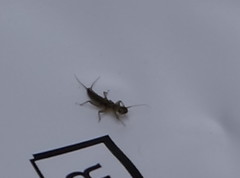 Steinfluer (Plecoptera)