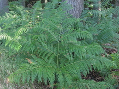 Einstape (Pteridium aquilinum)