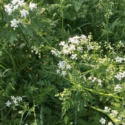 Kjempebjørnekjeks (Heracleum mantegazzianum)