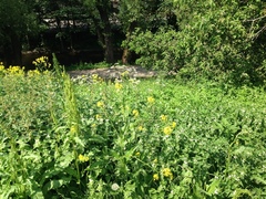 Kjempebjørnekjeks (Heracleum mantegazzianum)