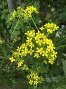 Russekål (Bunias orientalis)