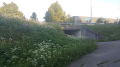 Kjempebjørnekjeks (Heracleum mantegazzianum)