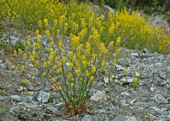 Vinterkarse (Barbarea vulgaris)