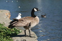 Kanadagås (Branta canadensis)