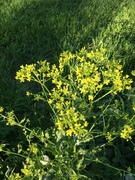 Vinterkarse (Barbarea vulgaris)